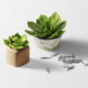 Plant & Plant